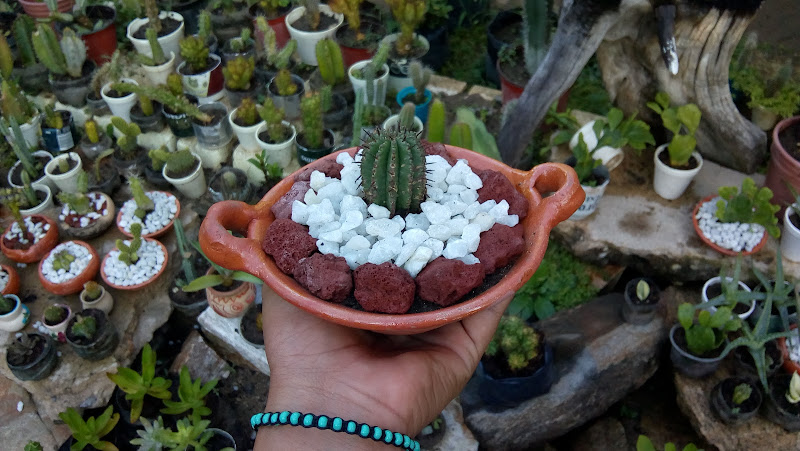 florerias en Coyuca de Benítez baratas